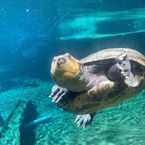 Meet your Posher, Grace